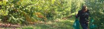 Apple Picking 2008